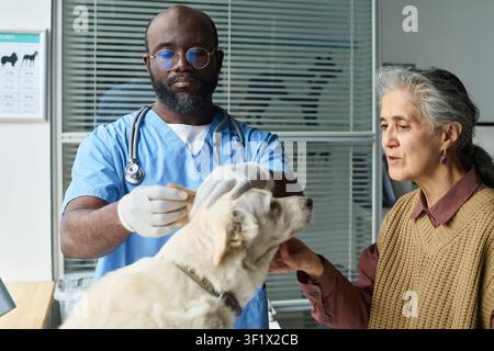 Veterinario nero che pulisce le orecchie di un cane con una donna anziana Foto Stock