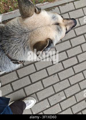Un cane da guardia pastore cammina accanto al suo proprietario su un sentiero lastricato in un quartiere. Il sole splende su entrambi mentre passeggiano. Foto Stock