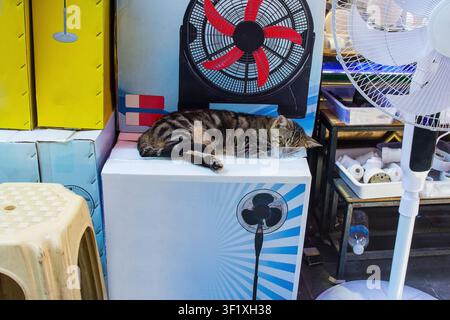 Un gatto di strada dorme profondamente nella vetrina di un piccolo negozio di elettrodomestici nel quartiere Tahtakale di Eminonu a Istanbul, Turkiye. Foto Stock