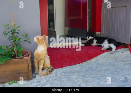 Due gatti di strada, parte di una colonia di gatti fiorente e ben curata nel distretto di Sultanahmet a Fatih a Istanbul, Turkiye. A sinistra, una rossa curiosa Foto Stock