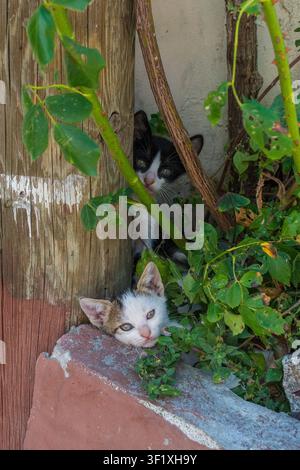 Due gattini di strada, parte di una colonia di gatti fiorente e ben curata nel distretto di Sultanahmet a Fatih a Istanbul, Turkiye. Foto Stock