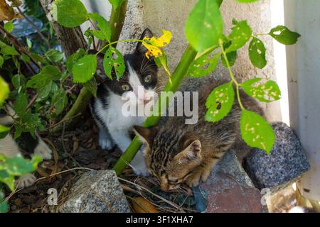 Due gattini di strada, parte di una colonia di gatti fiorente e ben curata nel distretto di Sultanahmet a Fatih a Istanbul, Turkiye Foto Stock