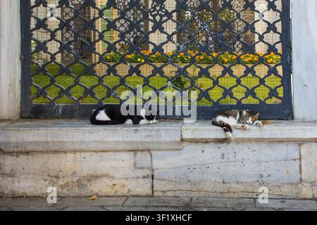 Due gatti di strada si godono un pisolino pomeridiano nel quartiere Miman di Uskudar a Istanbul, Turkiye. Uno è un gatto tuxedo bianco e nero. L'altro è un gatto tigrato marrone Foto Stock
