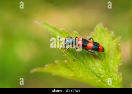 Coleottero mangia-api Richodes apiarius con strisce rosse e nere seduto su una foglia verde Foto Stock