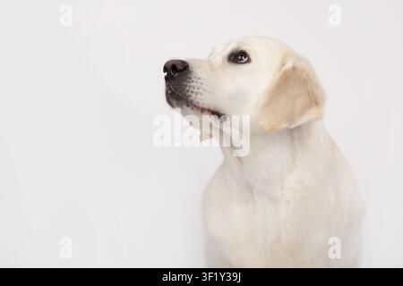 Golden retriever attento che guarda di profilo su sfondo bianco. Cane da compagnia concentrato che mostra un'espressione vigile e obbedienza. Cure per animali, addestramento Foto Stock