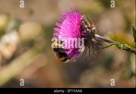 Bumblebee che raccoglie nettare su un fiore viola del thistle Foto Stock