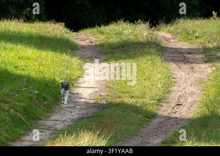 Un gatto domestico grigio e bianco che cammina lungo un sentiero sterrato soleggiato che si snoda attraverso i campi verdi della campagna. Foto Stock
