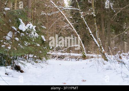 Sentiero boschivo coperto di neve bloccato da un albero caduto e rami ad arco in una quieta foresta invernale, che mostra un ostacolo naturale e una natura nordica intatta Foto Stock