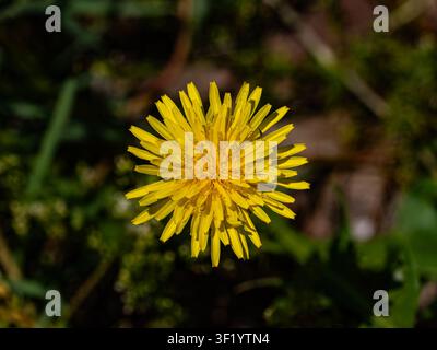 Un primo piano, vista dall'alto, di un fiore di tarassaco giallo brillante su uno sfondo sfocato scuro di erba e terra. Un'inquadratura dettagliata della pla Foto Stock