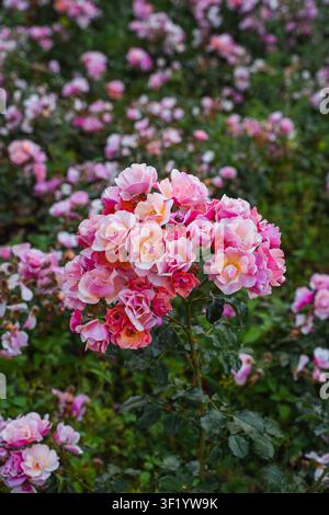 Rose rosa in fiore in un giardino estivo Foto Stock