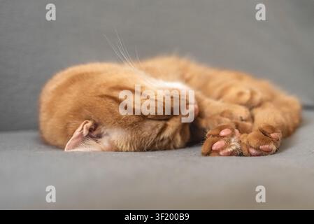 Grazioso gattino arancione tabby che dorme profondamente su un comodo divano grigio con luce naturale soffusa, ritratto pacifico di un animale domestico. Foto Stock