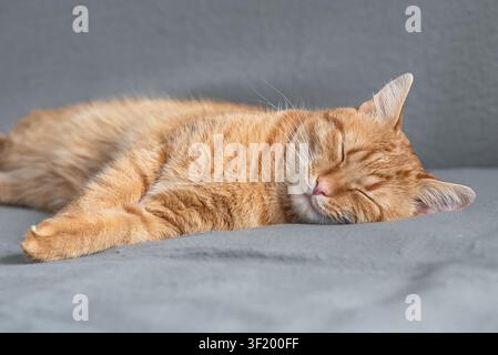Gatto ginger tabby rilassato che dorme comodamente su un divano grigio in una casa accogliente. Animale domestico pacifico, comfort, relax, spazio per il testo Foto Stock