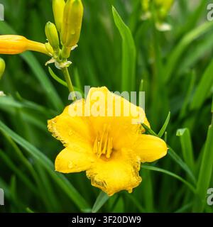 Macro close-up di un singolo fiore di giglio del giorno giallo (Hemerocallis) con stimmi e antere prominenti; petali increspati portano gocce di pioggia su uno sfondo verde Foto Stock