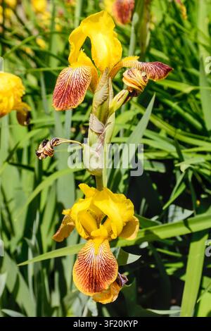 Vista frontale di due iris barbetti gialli e rossi (detto anche iris variegata) con boccioli che si aprono e fogliame al sole. Foto Stock