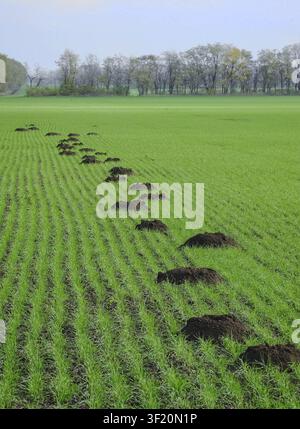 Comune di ratto in mole, metropolitana roditore, metropolitana agricoli pest Foto Stock