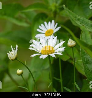 Un grappolo di margherite dagli occhi bianchi (Leucanthemum vulgare) in fiore accanto a boccioli non aperti su uno sfondo di fogliame verde lussureggiante; flora selvatica estiva del Minnesota Foto Stock