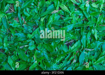 Sfondo texture di erba tropicale verde lussureggiante e foglie di trifoglio. Foto Stock