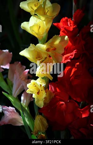 Fiori di glaciola gialli e rossi alla luce drammatica del sole – Close-up floreale vibrante con sfondo scuro Foto Stock