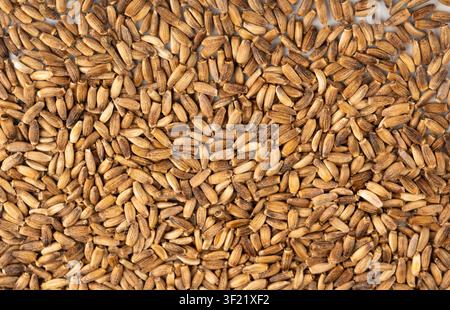 Sfondo a trama di semi di cardo mariano, motivo di grani di silybum marianum, banner di frutti di cardo mariano secchi benedetti, modello di semi di cardo variegati con Foto Stock