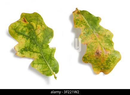 foglie di quercia danneggiate isolate su sfondo bianco, vista dall'alto. Fogliame ingiallito con evidenti danni da insetti e parassiti, che illustra le malattie delle piante, e Foto Stock