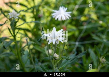 Un primo piano medio cattura bellissime gemme e fiori bianchi di strofiola che crescono tra foglie verdi rigogliose in un giardino soleggiato. Foto Stock