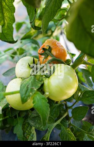 Un primo piano verticale cattura un grappolo di tre grandi pomodori verdi e uno pomodoro arancione in fase di maturazione che crescono su una vite in un giardino. Foto Stock