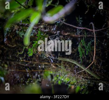 Un pipistrello appeso a testa in giù, quasi nascosto sotto una fitta vegetazione e sottobosco muschioso in una foresta nebulosa di giorno sull'isola di Ometepe, Nicaragua Foto Stock