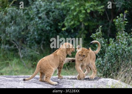 Due lion cubs giocare combattimenti Foto Stock
