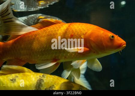 Primo piano di un grande koi arancione che nuota in acqua limpida con altri koi visibili sullo sfondo. L'immagine mostra squame, pinne e Foto Stock