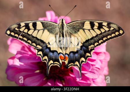 Una farfalla macaone del Vecchio Mondo, Papilio machaon, con le ali aperte appoggiata su un fiore rosa acceso in un giardino estivo soleggiato, primo piano. Foto Stock