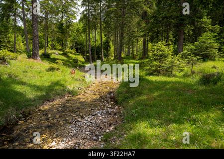 Un piccolo ruscello roccioso scorre dolcemente attraverso una radura di foresta di pini verde vivace sotto la luce brillante dell'estate. Catturato vicino a Mittenwald, Germania, lo sc Foto Stock