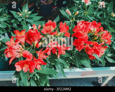 Carta da parati floreale: primo piano di fiori di alstroemeria rosa e delicate foglie verdi in una fioreria Foto Stock