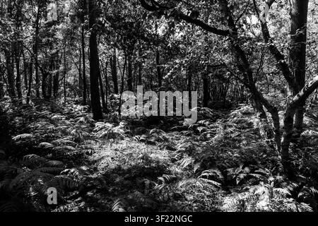 Fitta vegetazione di felci sotto tronchi alti resa in un drammatico bianco e nero Foto Stock