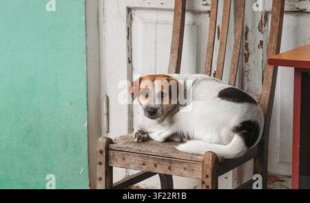 Cane randagio triste con etichetta arancione all'orecchio è seduto rannicchiato su una vecchia sedia di legno. Foto Stock