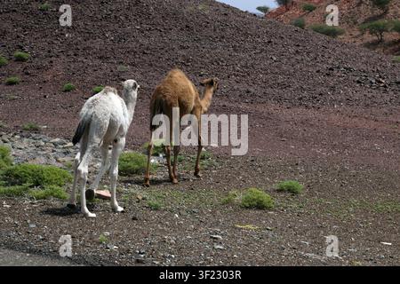 Cammelli arabi (dromedario) un cammello bianco Wahiba Sands Sultanato dell'Oman Foto Stock