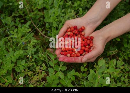 Fragole selvatiche fresche in mani a forma di cuore nella foresta Foto Stock