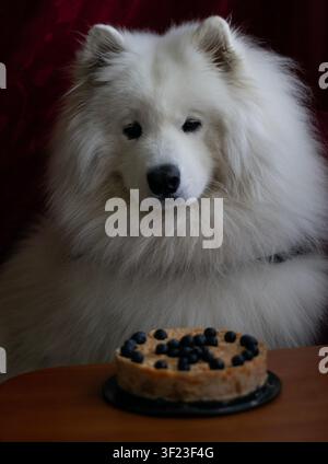 Cane Samoiedo che guarda in basso alla sua torta di compleanno con carne di carota, aspetta pazientemente di mangiare, sfondo rosso Foto Stock