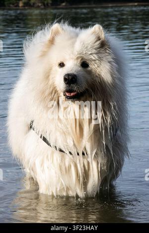 Ritratto a figura intera di un cane Samoiedo bagnato in piedi nel fiume Danubio, che guarda attentamente Foto Stock