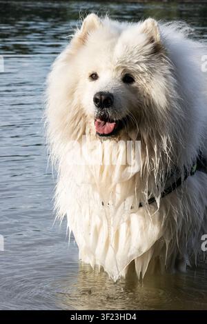 Ritratto verticale di un cane Samoiedo bianco bagnato che sorride con la lingua fuori nel Danubio, con un occhio splendidamente illuminato dalla luce del sole Foto Stock