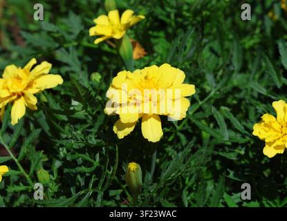 Un primo piano della margherita francese, Tagetes patula 'Alumia Vanilla cream'. Foto Stock