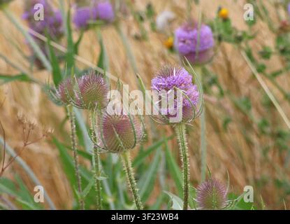 Cardo comune, Dipsacus fullonum, in fiore in estate. Suffolk, Inghilterra. Foto Stock
