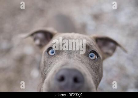 Un ritratto ravvicinato mostra uno Staffordshire Terrier con occhi attenti all'aperto. Toni naturali morbidi enfatizzano la connessione e la personalità. Foto Stock