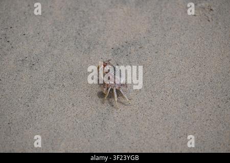 Granchio fantasma che cammina su una spiaggia di sabbia a Isla Bolaños, Boca Chica, Chiriquí, Panama Foto Stock
