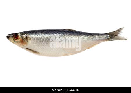Aringhe di pesce salato e marinato isolato su sfondo bianco. Grande aringhe di pesce fresco Foto Stock