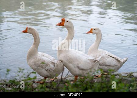 Tre oche domestiche bianche in fila sulla riva rocciosa di uno stagno, bellissimo concetto di allevamento organico di pollame e bestiame. Foto Stock