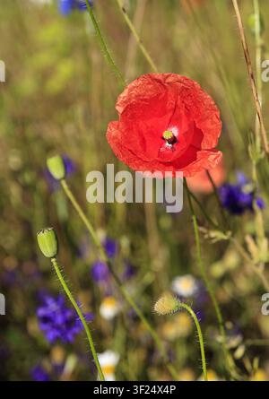 Coccoletta rossa (Papaver rhoeas) in un prato di fiori selvatici con fiordalisi, capsule di semi e margherite, scatto macro con luce naturale e soffusa. Foto Stock