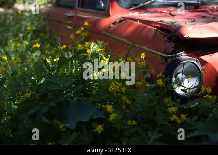 Un'auto vintage rossa abbandonata lentamente riconquistata dalla natura, circondata da fiori selvatici gialli in fiore e da una vegetazione verde lussureggiante. Foto Stock