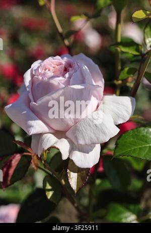 Tallinn, Estonia: rosa di giardino rosa pallido in piena fioritura nel Giardino Botanico, scatto macro con sfondo sfocato morbido. Foto Stock