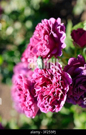 Tallinn, Estonia: coleottero verde delle rose su rose da giardino rosa intenso nel Giardino Botanico, scatto macro. Foto Stock