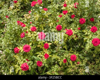 Busca lussureggiante di rose da giardino rosse e rosa vivaci in primo piano, bellissime fiori di rosa fuchsia con foglie verdi in un parco estivo. Foto Stock